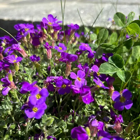 Casa Romantica - Ein Alpiner Traum